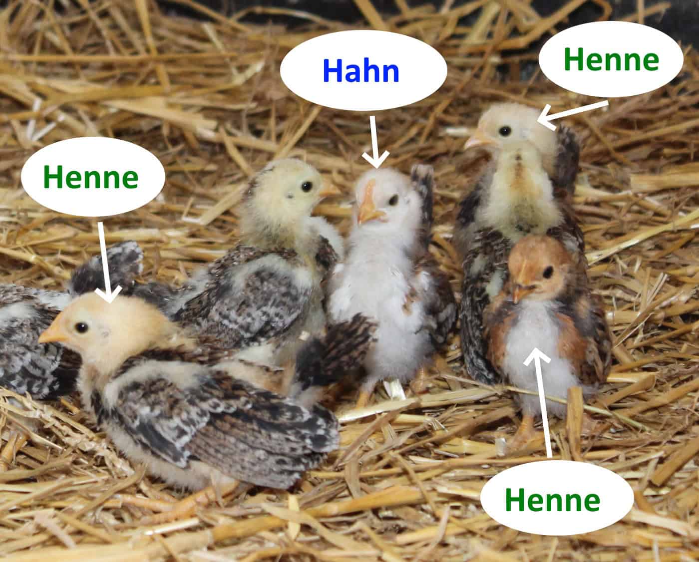 Woran Erkennt Man Bei Küken Das Geschlecht www.huehner-haltung.de