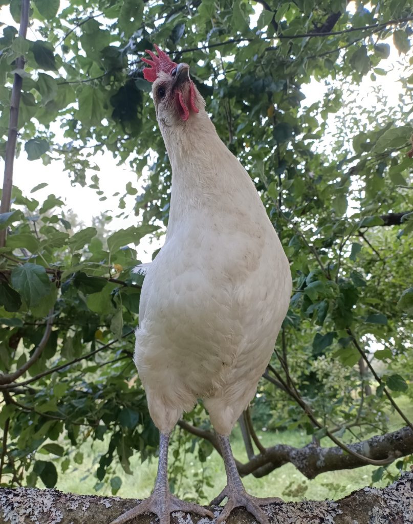 Charakter der Ramelsloher Hühner