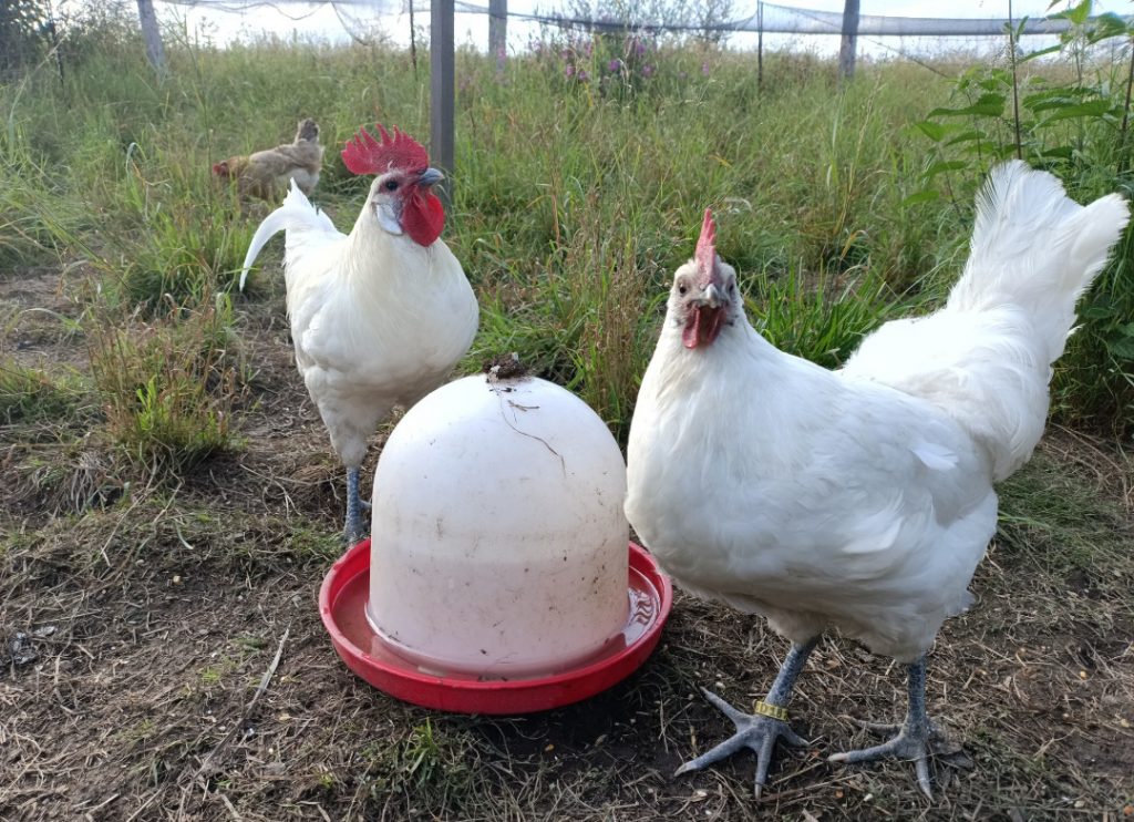 Haltung der Ramelsloher Hühner