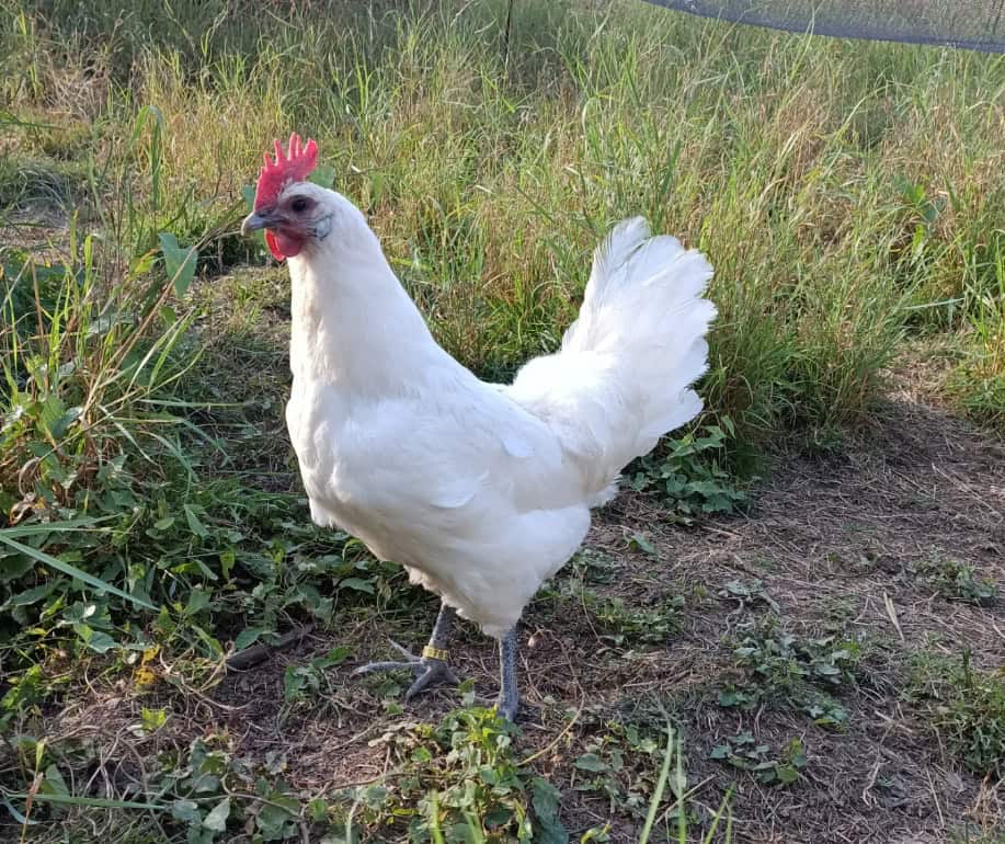Henne im großen Auslauf