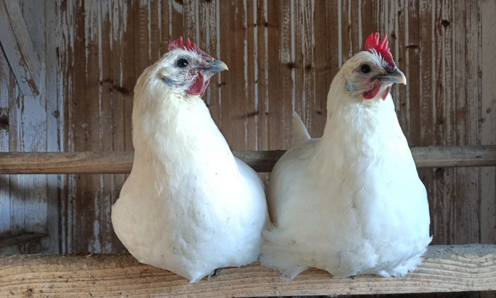 Hühnerrasse selten Ramelsloher