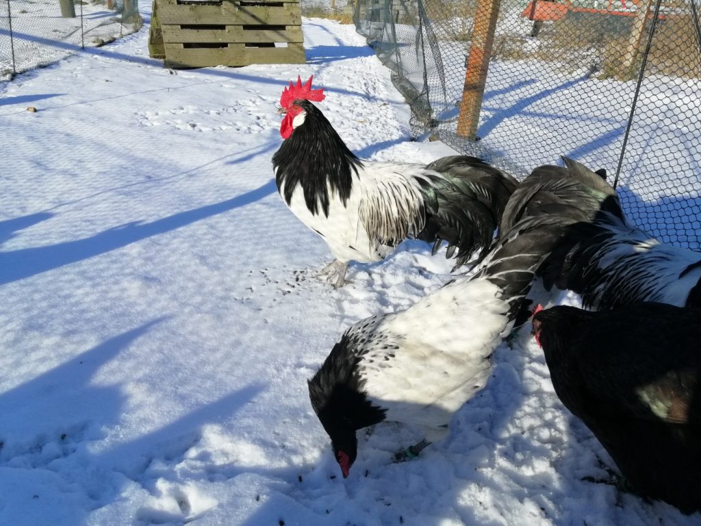 Lakenfelder Hühner im Schnee