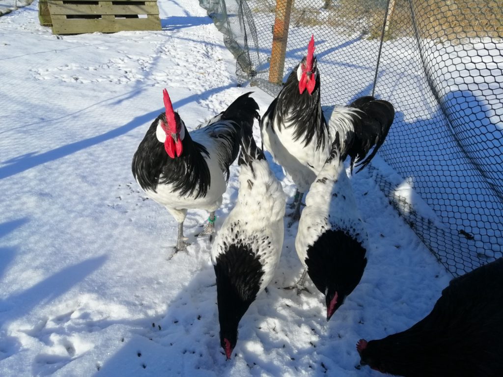 Schwarz-weiße Hühner