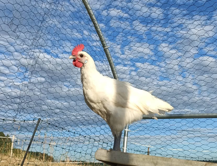 Ramelsloher fliegen über Zaun