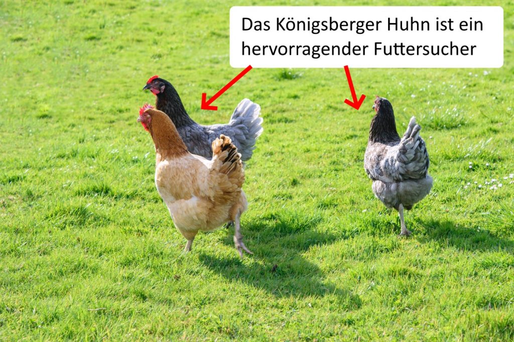 Königsberger Hühner im Auslauf