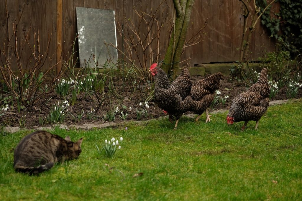 Blausperber Hühner für Anfänger im Familiengarten