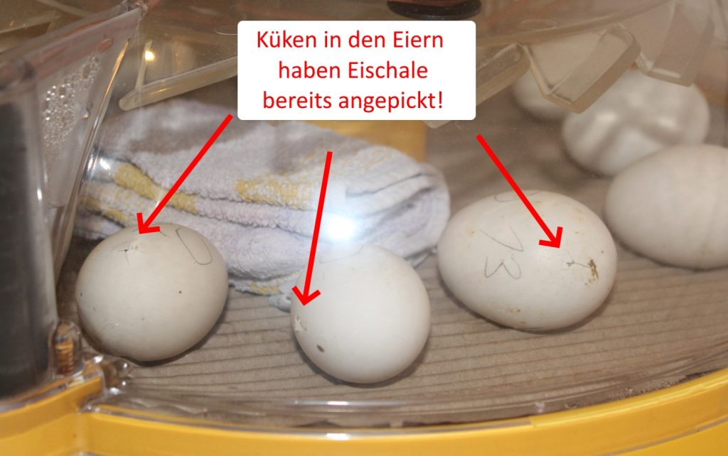 Angepickte Eier am Tag 20