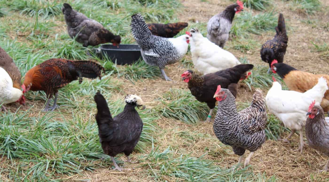 Yokohama Hühner Die wohl schönste Hühnerrasse der Welt