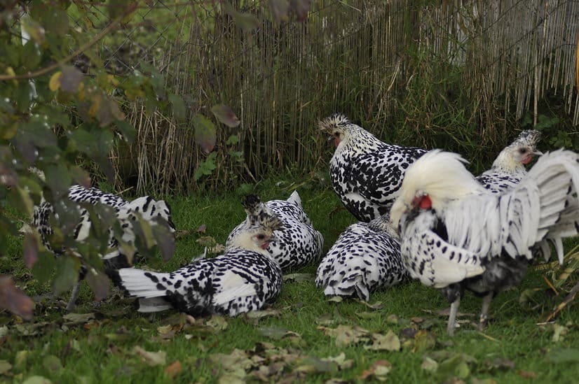 Hühner dösen gemütlich in der Mittagssonne