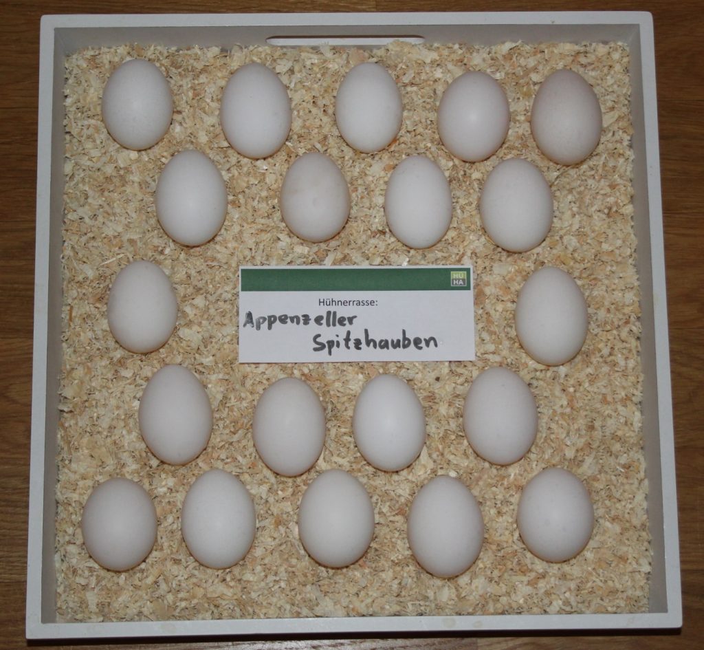Zu sehen sind 20 Eier der Appenzeller Spitzhauben auf einem Tablett