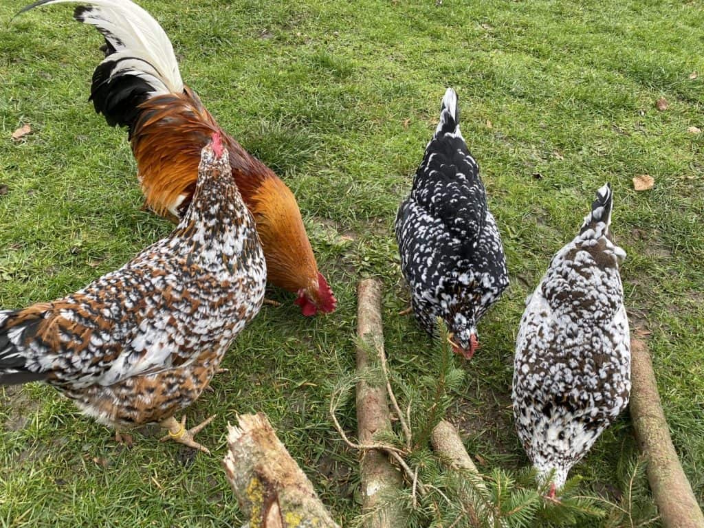 Drei Schwedische Blumenhühner und einen Hahn auf einer Wiese