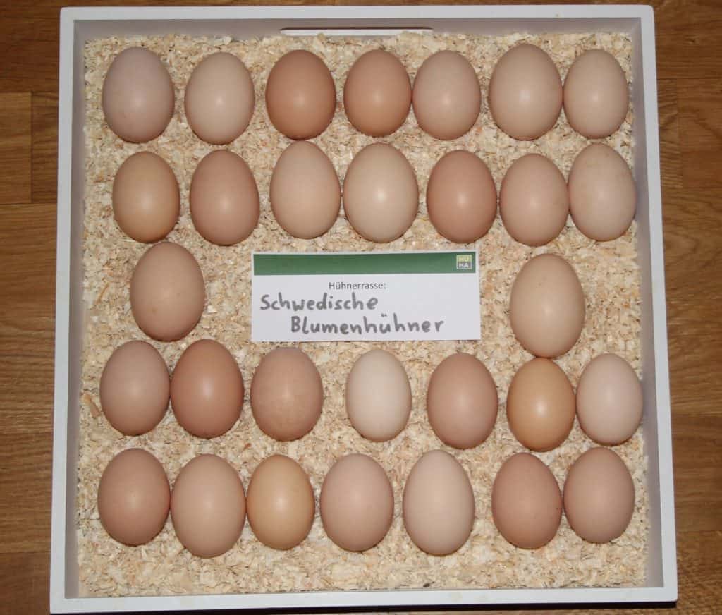 Zu sehen sind 30 Eier der Schwedischen Blumenhühner auf einem Tablett