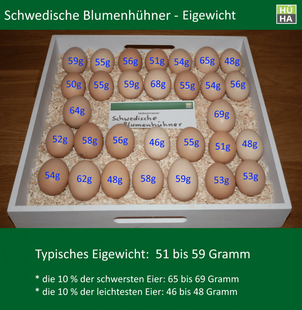 30 Eier der Schwedischen Blumenhühner mit Gewichtsangabe