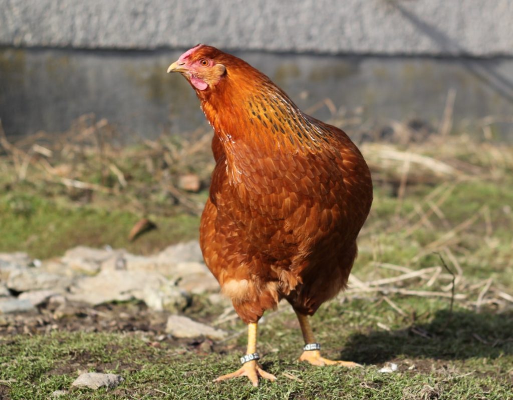 Ein zahmes Dresdner Huhn auf einer Wiese