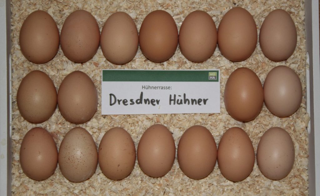 Zu sehen sind 18 Eier der Dresdner Hühner auf einem Tablett