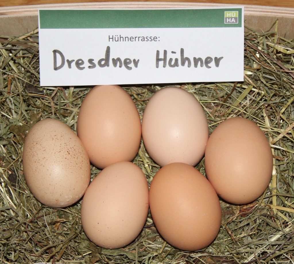 Hellbraune Eier der Dresdner Hühner auf einem Heubett