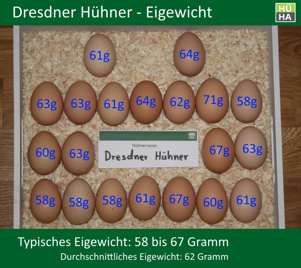 20 Dresdner Hühner Eier mit ihrem jeweiligen Eigewicht auf einem Tablett