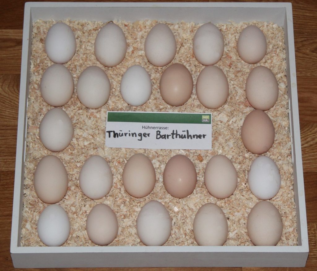 Zu sehen sind 24 Eier der Thüringer Barthühner auf einem Tablett