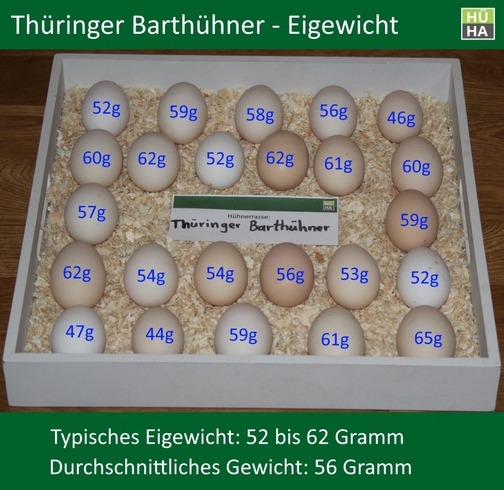 Zu sehen sind 24 Eier der Thüringer Barthühner mit dem Gewicht jedes Eies