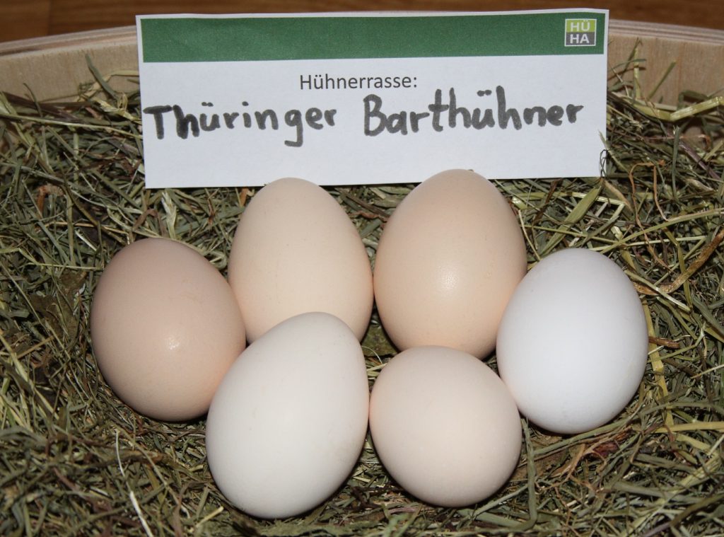 Beige Eier der Thüringer Barthühner auf einem Heubett