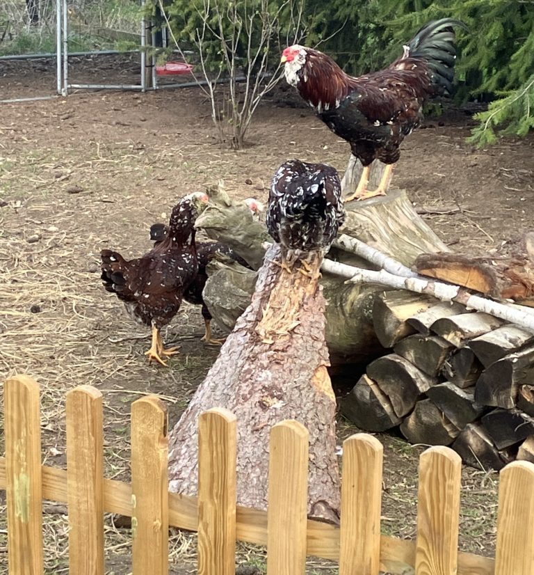 Orloff Huhn Legeleistung, Zaunhöhe, Gluckenquote & Charakter