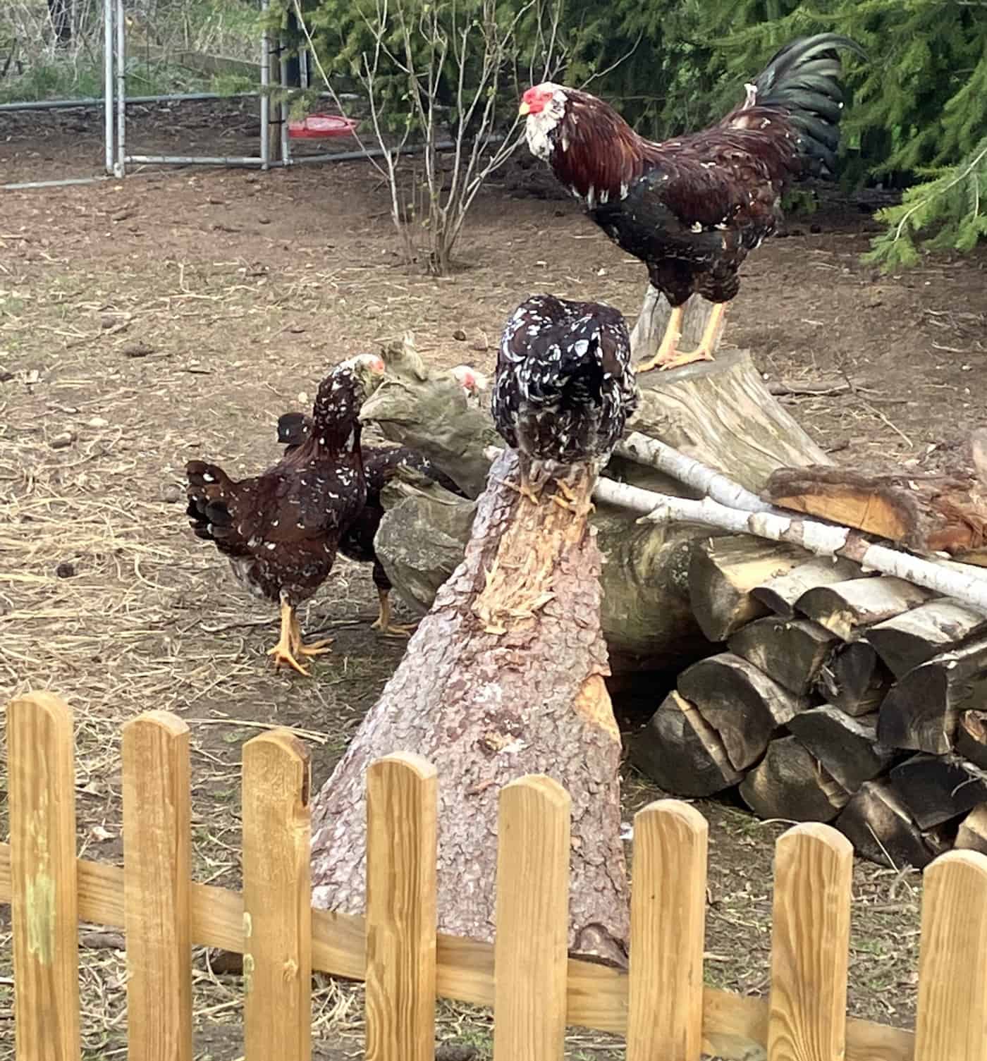 Gevrstebes Huhn Haltbar Orloff Huhn: Legeleistung, Zaunhöhe, Gluckenquote & Charakter