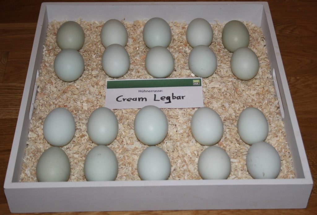 Blaue Eier der Cream Legbar Hühner auf einem Tablett