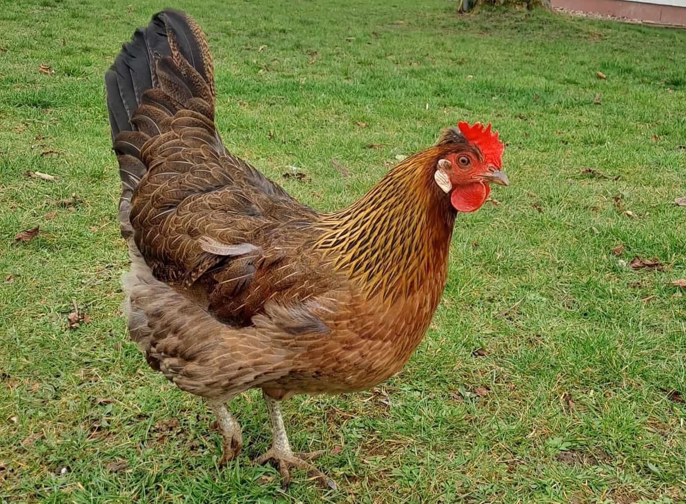 Cream Legbar Eifarbe & Legeleistung, Zaunhöhe, Charakter