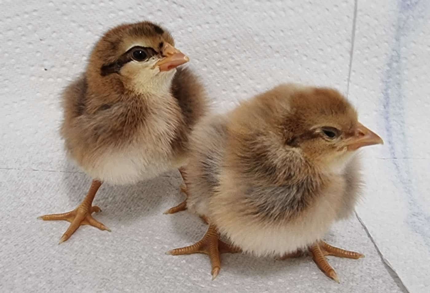 Cream Legbar Eifarbe & Legeleistung, Zaunhöhe, Charakter