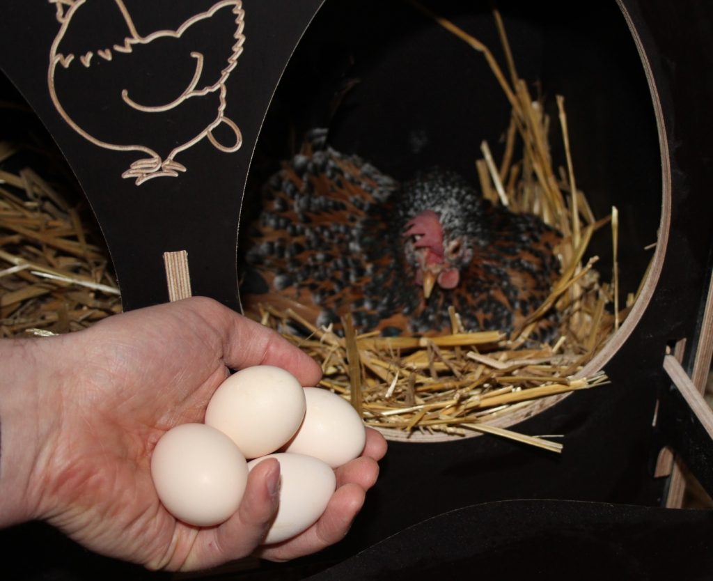 Eier werden aus dem Legenest genommen