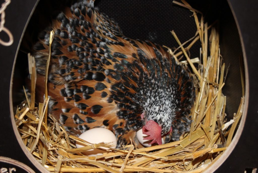 Glucke rollt Eier unter sich