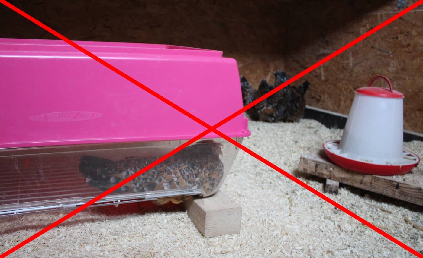 Hühner entglucken mit diesen 3 Methoden aus der Praxis!