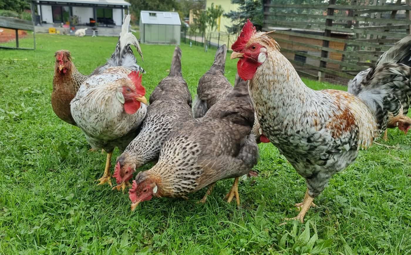 Cream Legbar Eifarbe & Legeleistung, Zaunhöhe, Charakter