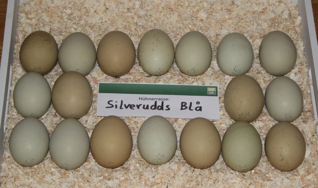 Zu sehen sind 18 Eier der Silverudds Blå Hühner auf einem Tablett