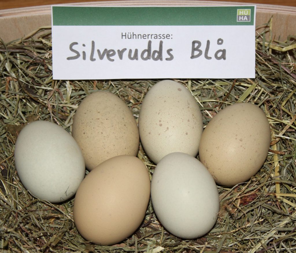 Grüne Eier der Silverudds Blå auf einem Heubett