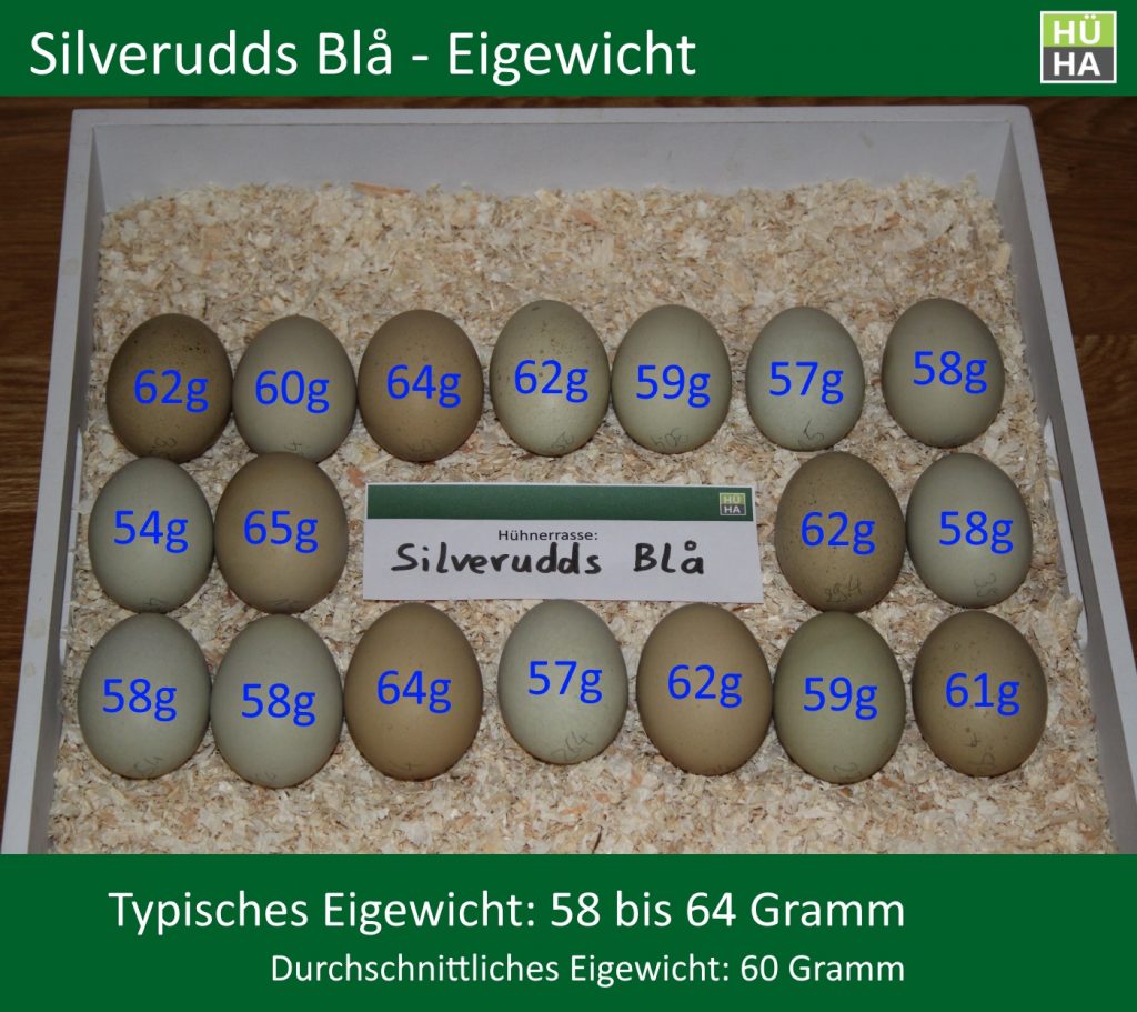 18 Silverudds Blå Eier mit ihrem jeweiligen Eigewicht auf einem Tablett