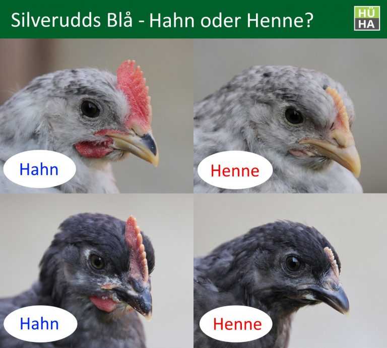 silverudds-bl-zaunh-he-eierfarbe-gluckenquote-charakter