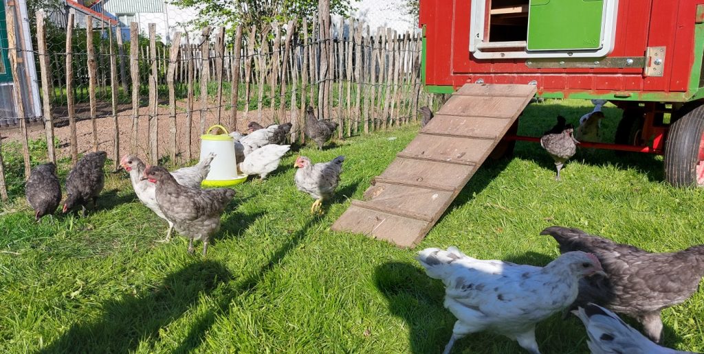 Mehrere Silverudds Blå Hühner auf einer Wiese