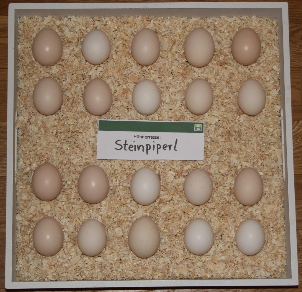 Zu sehen sind 20 Eier der Steinpiperl Hühner auf einem Tablett