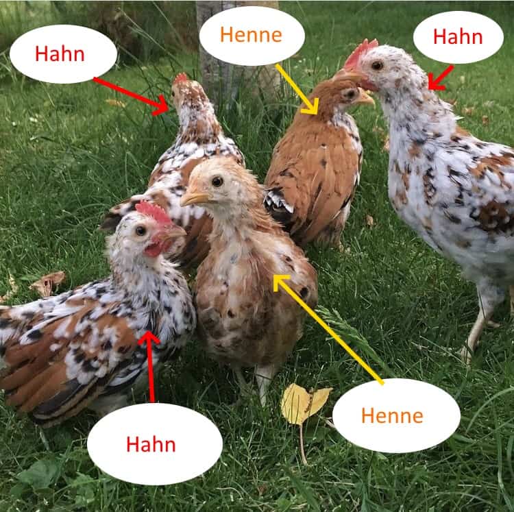 Hähne und Hennen unterscheiden