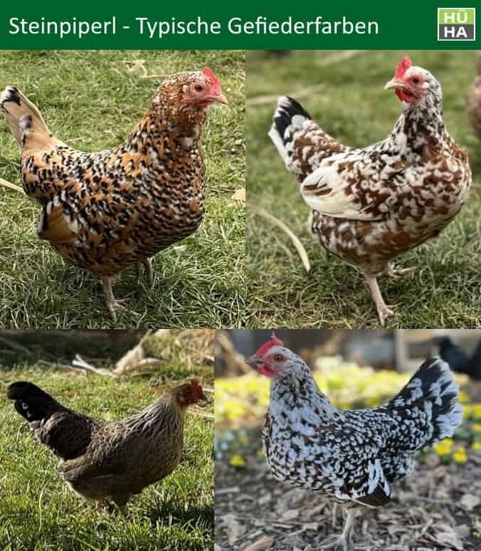 4 Steinpiperl Hühner mit unterschiedlichen Gefiederfarben