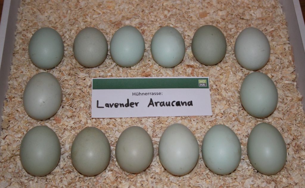 Zu sehen sind 14 Eier der Lavender Araucana Hühner auf einem Tablett