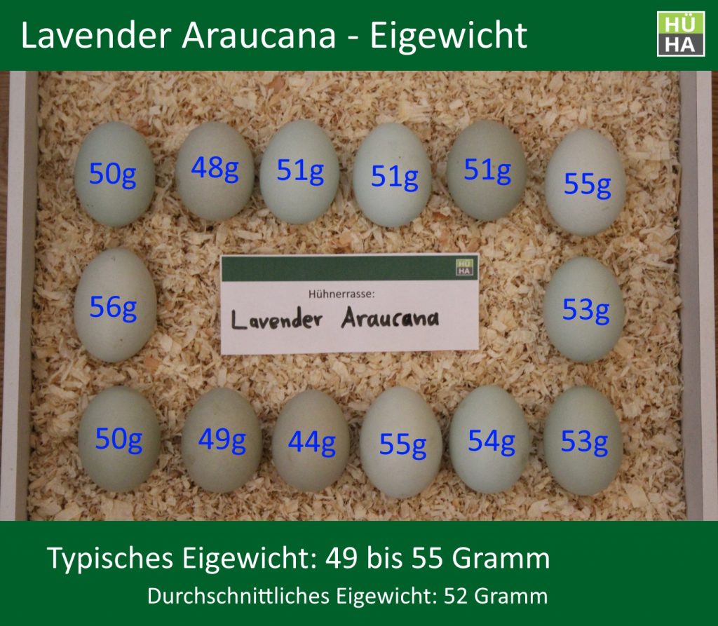 14 Lavender Araucana Eier mit ihrem jeweiligen Eigewicht auf einem Tablett