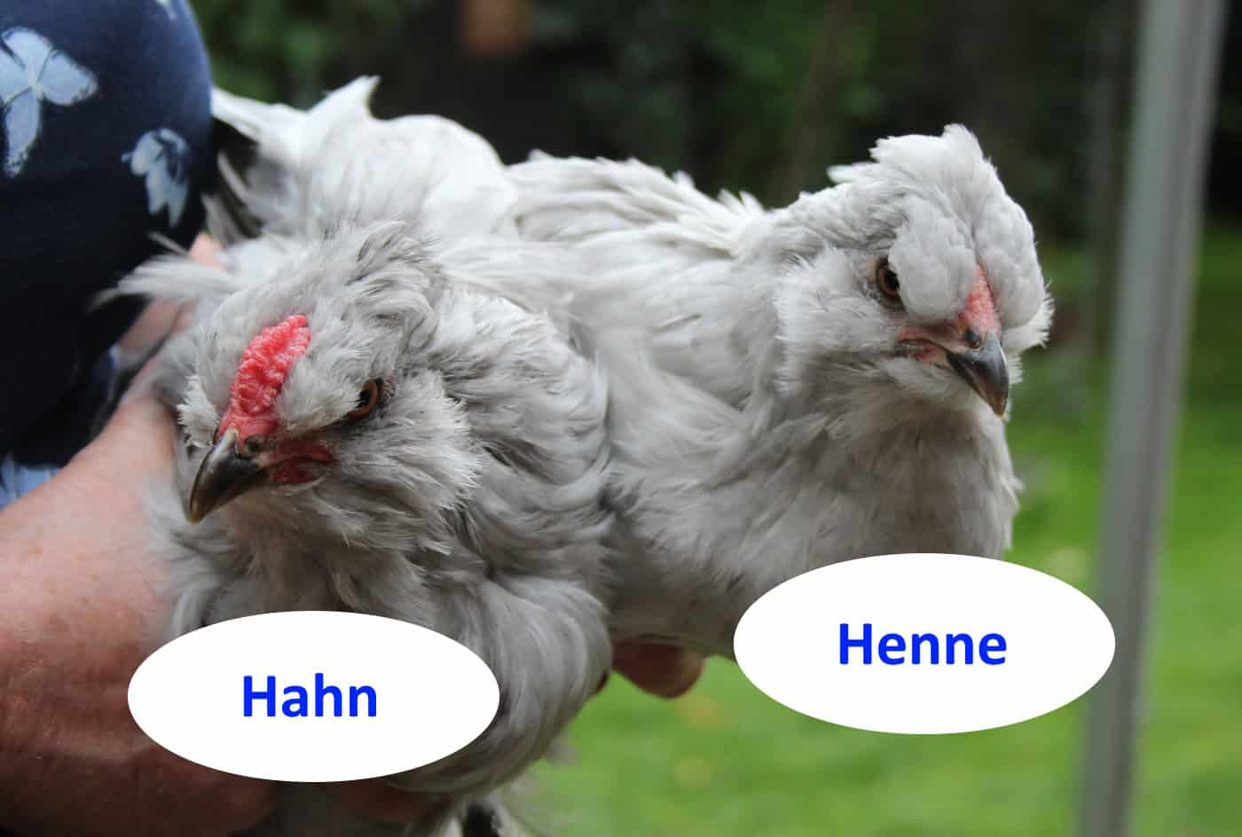 Lavender Araucana Portait: Zaunhöhe, Gluckenquote & Charakter