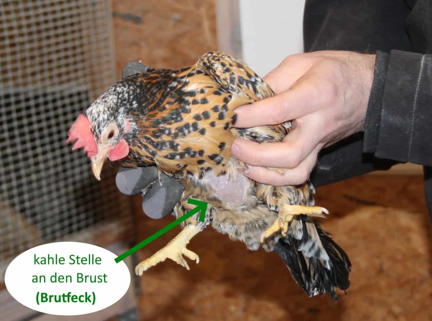 Wie Lange Brütet Eine Henne Glucke erkennen an diesen 4 sicheren Merkmalen!