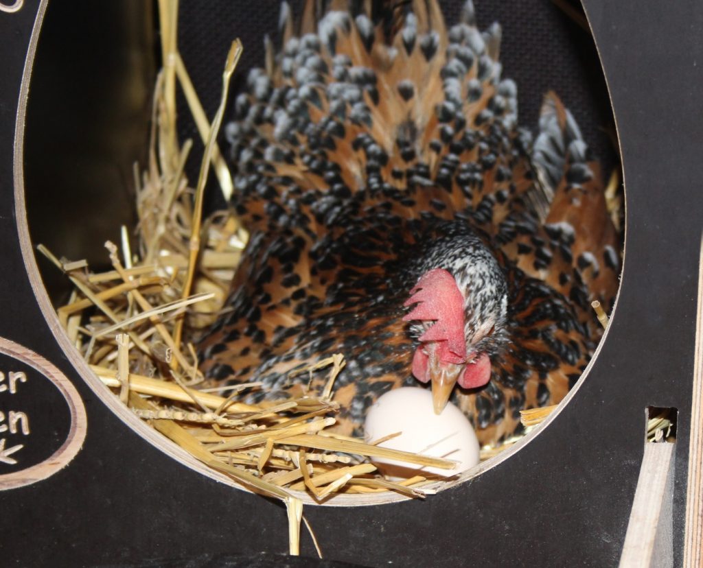 Henne rollt Eier unter sich - Keine Glucke