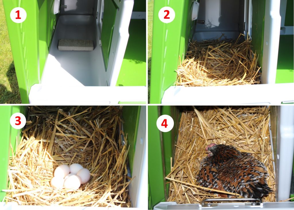 Ein Brutnest für Hühner in 4 Schritten einrichten