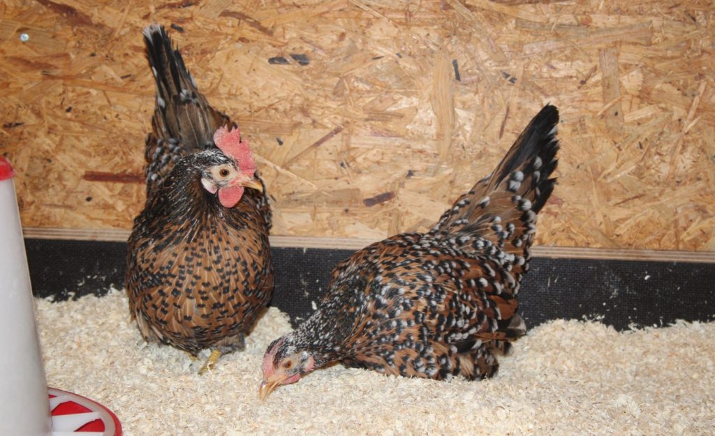 Hühner im Winter - Stall