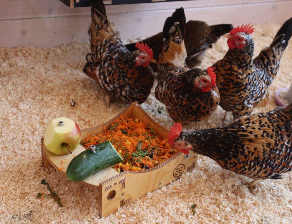 Chabo Hühner im Stall