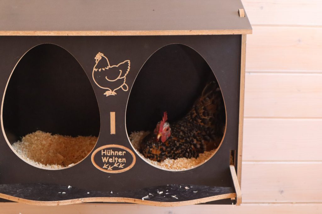 Henne im Legenest: Bessere Legeleistung